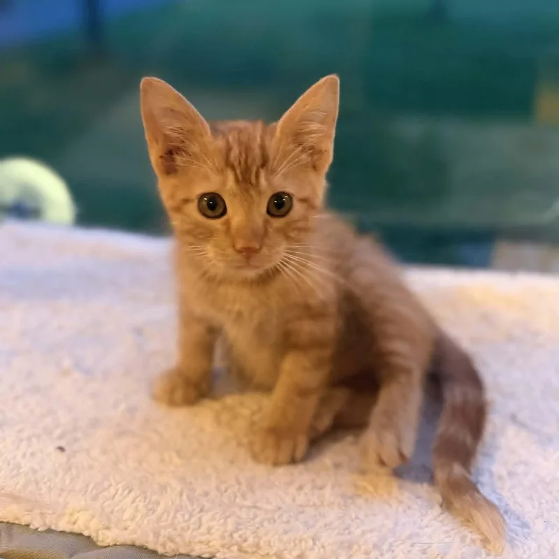 A baby medium-sized male Tabby (Orange / Red) Domestic Short Hair cat named Ian for adoption in Watertown, WI