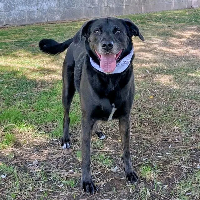 An adult medium-sized female Labrador Retriever dog named Bella for adoption in Mesa, AZ