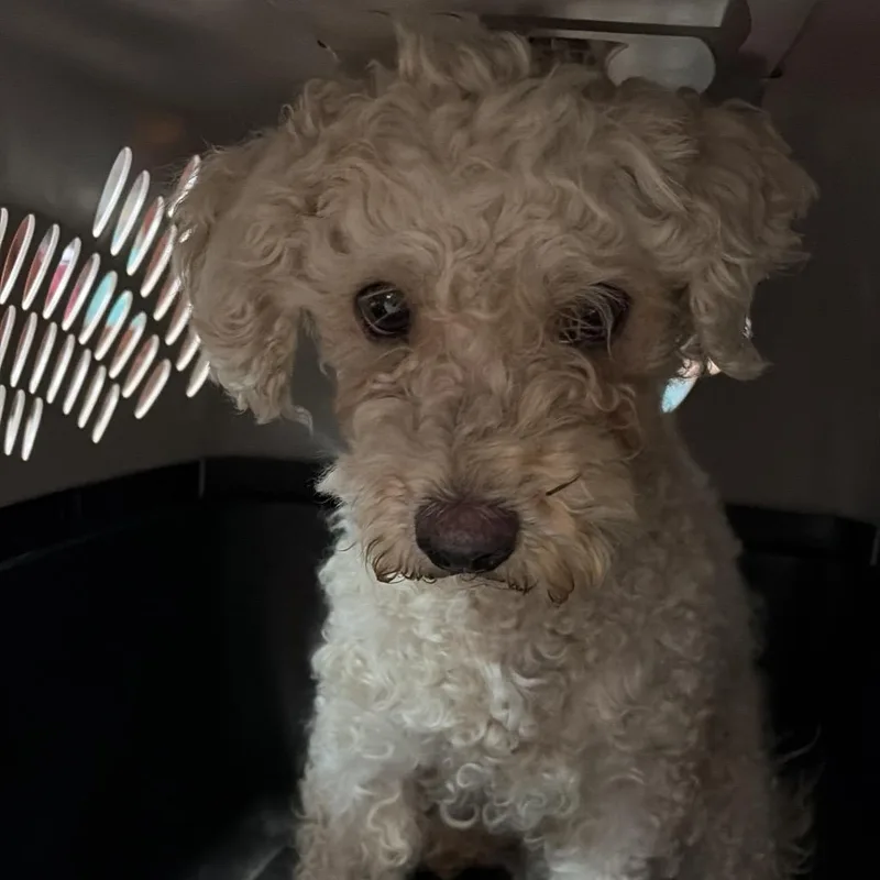 Charlie thumbnail 2