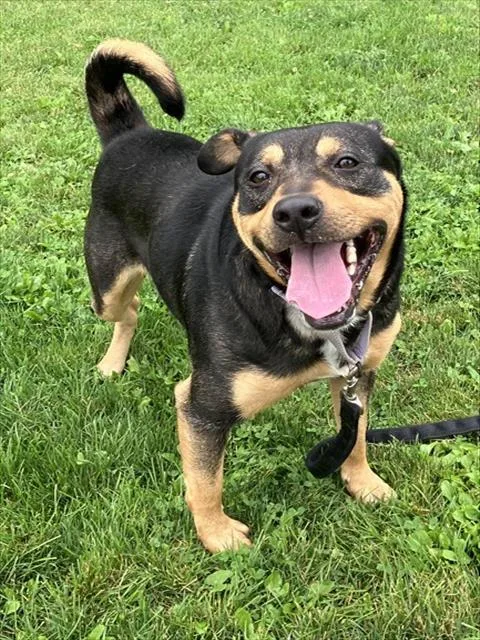 A young large-sized male Rottweiler dog named Bear for adoption in Aliquippa, PA