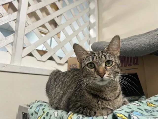 Biscotti & Maverick thumbnail 2