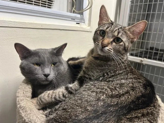 A young medium-sized female Tabby (Brown / Chocolate) Domestic Short Hair cat named Biscotti & Maverick for adoption in Chicago, IL