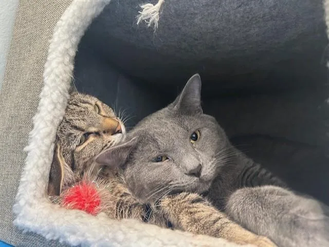 Biscotti & Maverick thumbnail 4