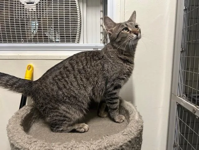 Biscotti & Maverick thumbnail 5