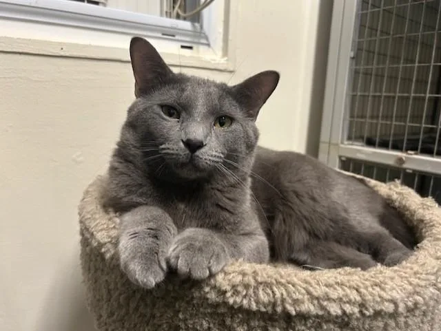 Biscotti & Maverick thumbnail 6