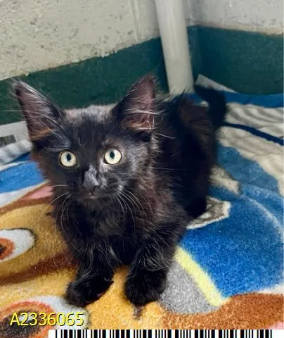 A baby small-sized female Domestic Short Hair cat named Reni for adoption in West Palm Beach, FL