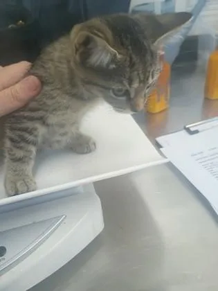 A baby small-sized female Domestic Short Hair cat named Oat for adoption in Atlanta, GA