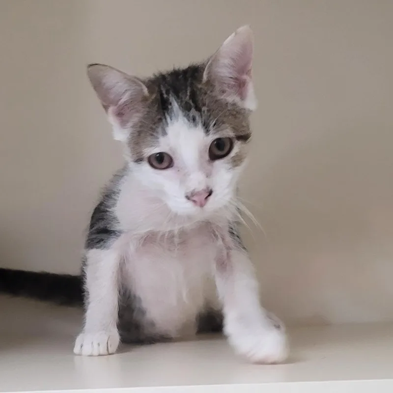 Tootles