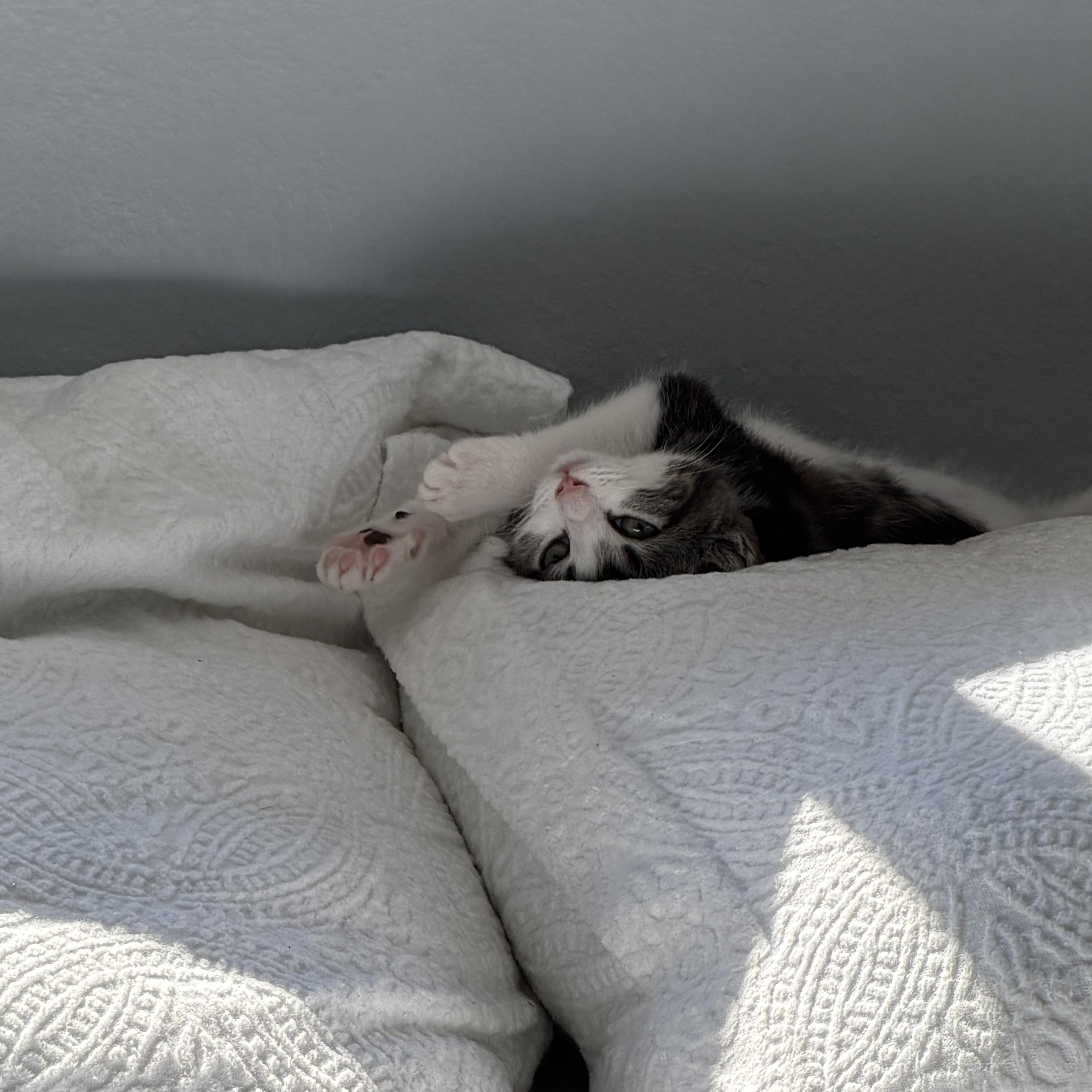 A baby medium-sized male Domestic Short Hair cat named Nick for adoption in Maple Valley, WA