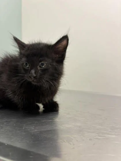 A baby small-sized male Black Domestic Short Hair cat named Shadow Talbert for adoption in Annapolis, MD