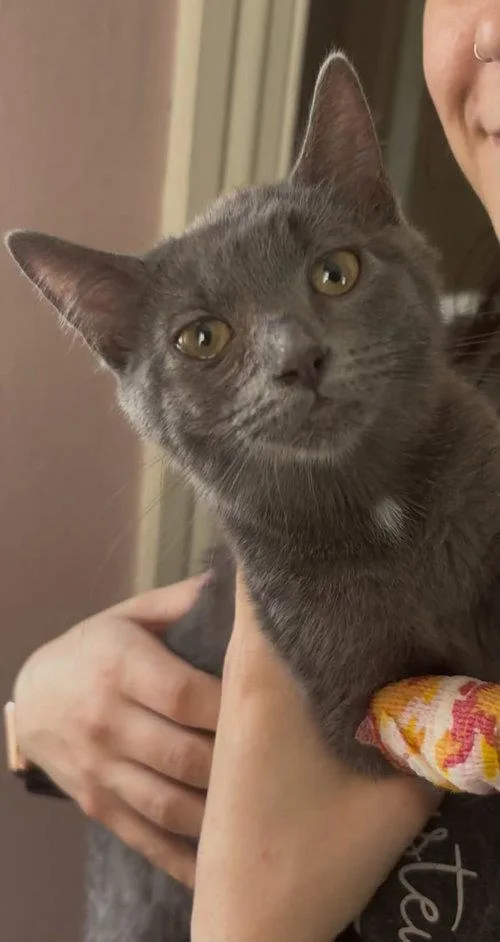 A baby medium-sized female Domestic Short Hair cat named Maisey for adoption in Mount Royal, NJ