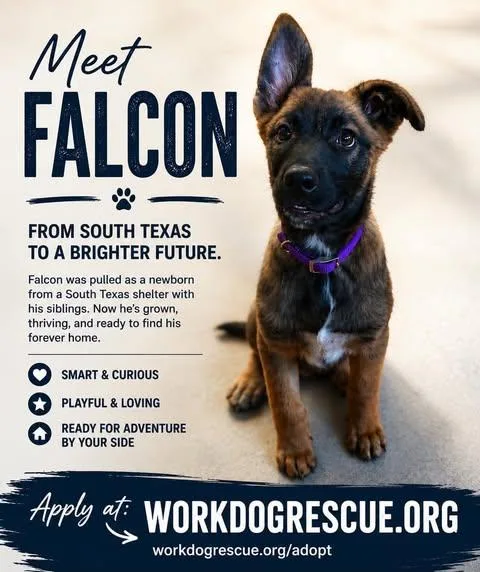 Falcon thumbnail 3