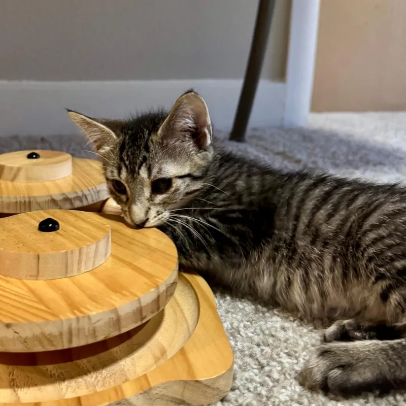 A baby small-sized male Brown / Chocolate Domestic Short Hair cat named Hickory for adoption in Houston, TX