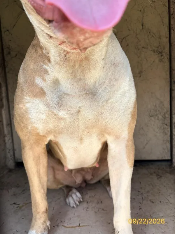 An adult large-sized female Mixed Breed dog named Chica for adoption in Melbourne, FL