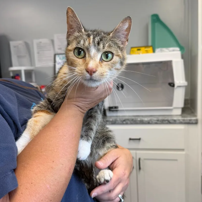 A young small-sized female Calico Domestic Short Hair cat named Gwinnie for adoption in Watertown, NY