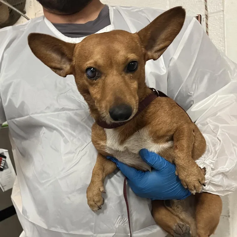 An adult small-sized male Chihuahua dog named Tamarindo for adoption in Edinburg, TX