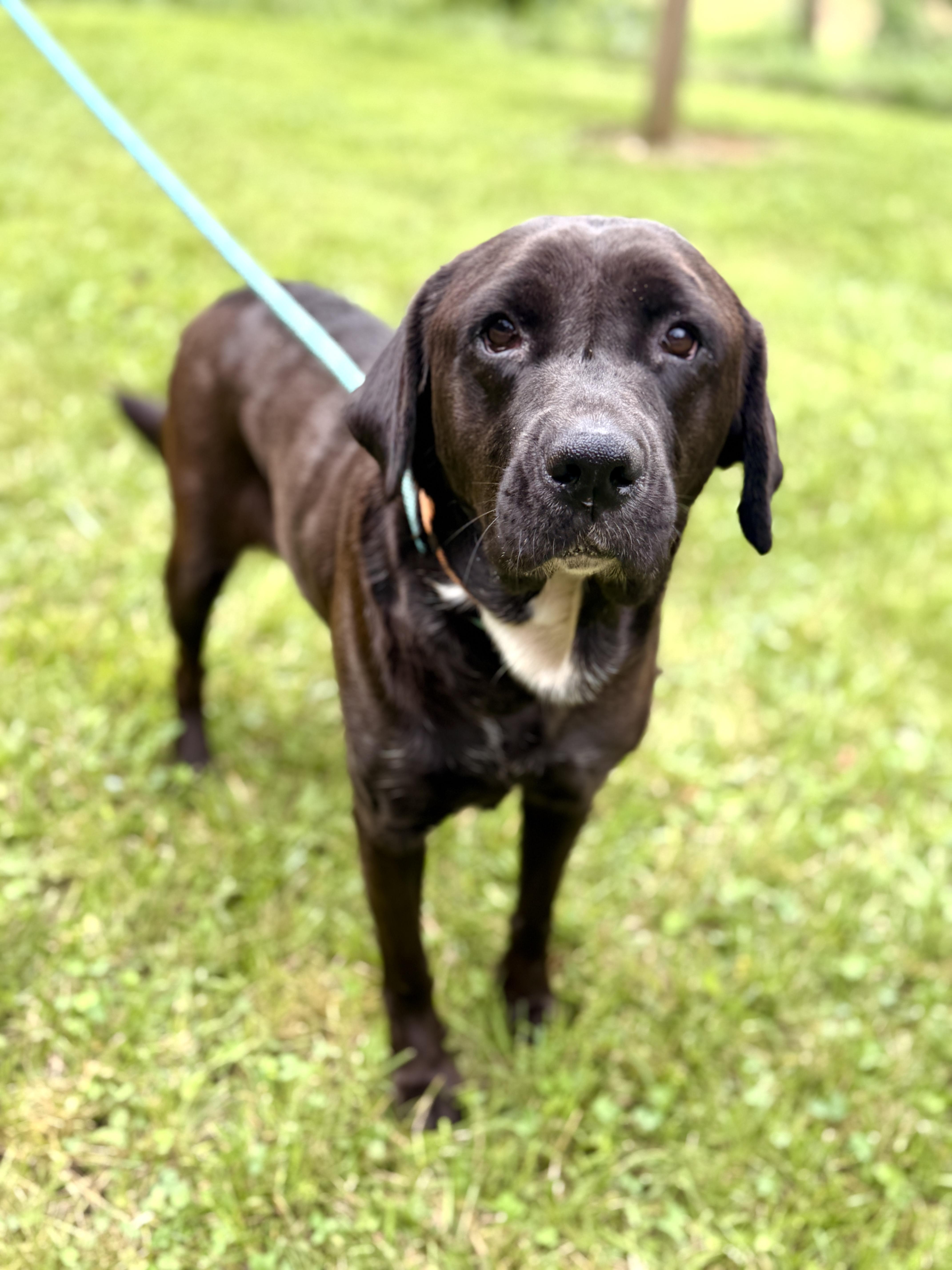 An adult medium-sized female Black Labrador Retriever dog named Skyler Transport for adoption in Gradyville, KY