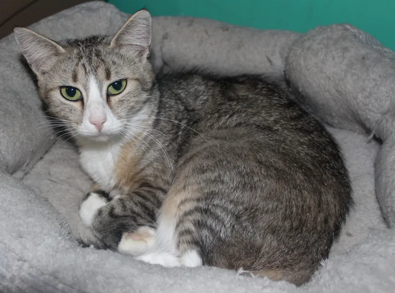 An adult medium-sized female Brown / Chocolate Domestic Short Hair cat named Classy for adoption in Huron, SD