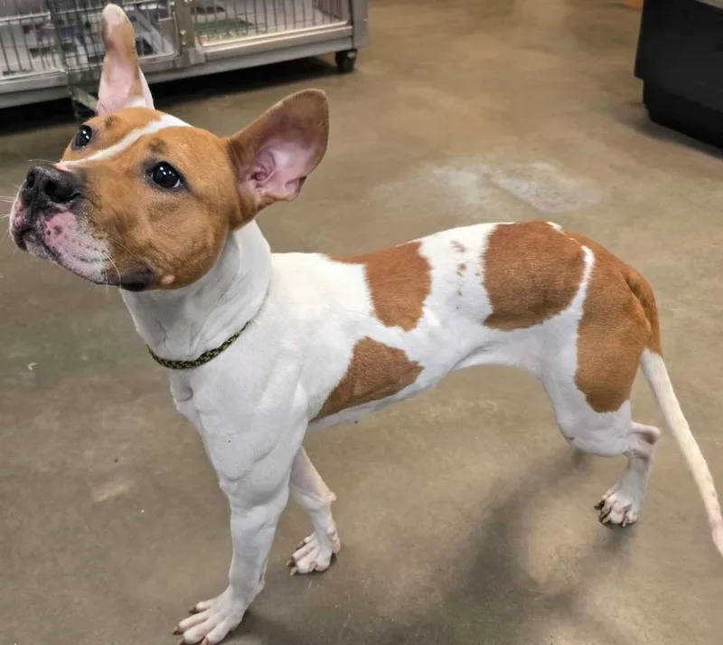 A young large-sized female Mixed Breed dog named Hera for adoption in Murphysboro, IL