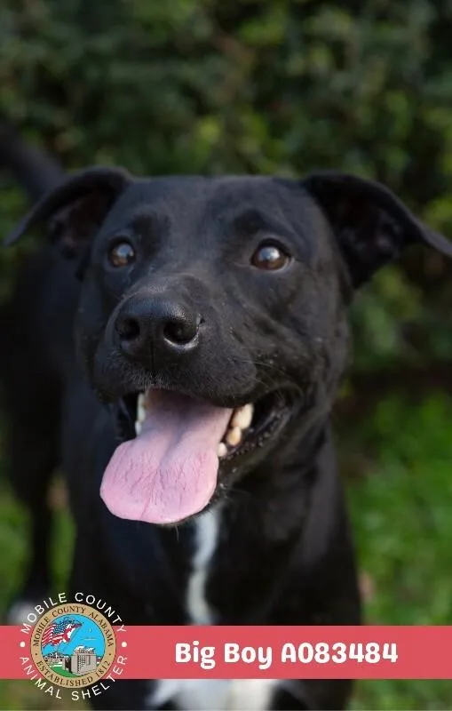 An adult medium-sized male Black Labrador Retriever dog named Big Boy for adoption in Mobile, AL