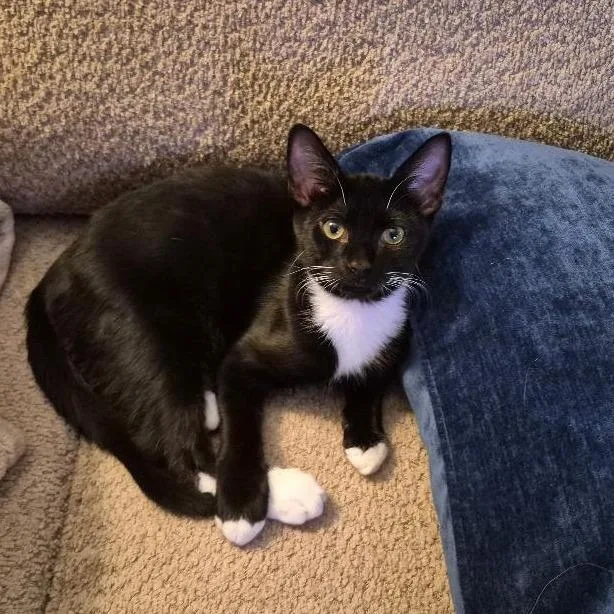 A young small-sized male Black Domestic Short Hair cat named Hickory for adoption in Durham, NC