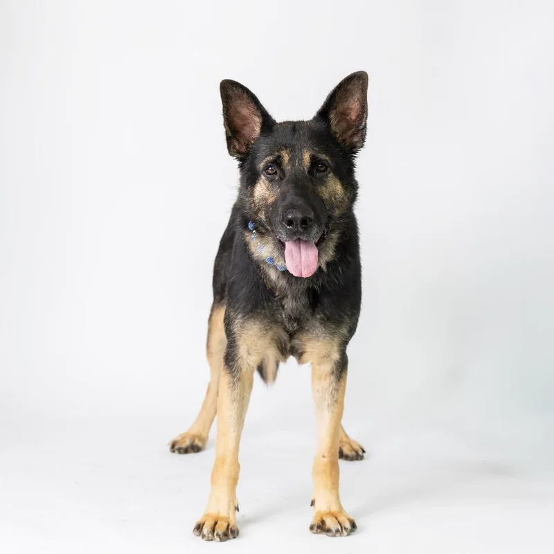 An adult large-sized male Black Mixed Breed dog named Tobin for adoption in Dearborn, MI
