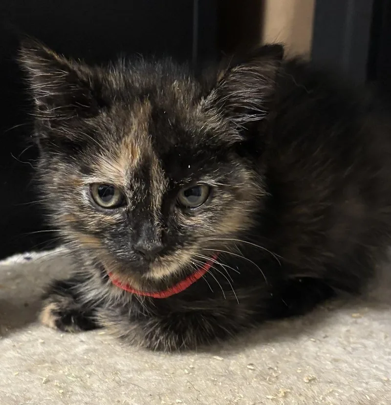 A baby small-sized female Domestic Short Hair cat named Thea for adoption in Palatine, IL
