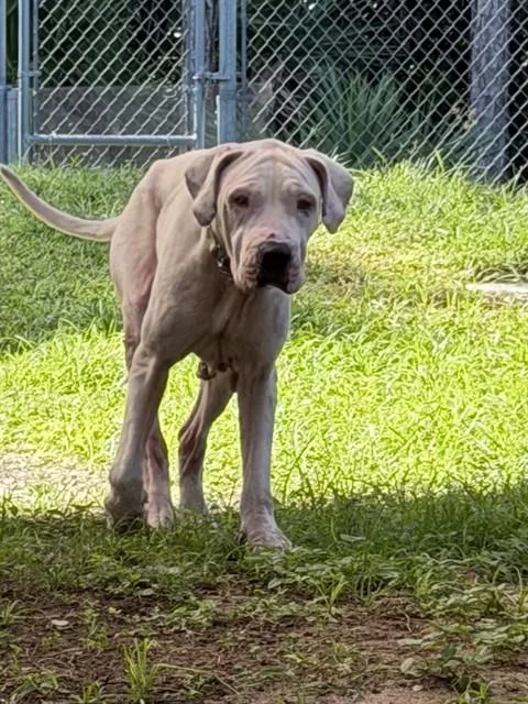 An adult large-sized female Dogo Argentino dog named Luna for adoption in Naples, FL