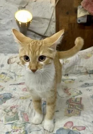 A baby small-sized female Tabby (Orange / Red) Domestic Short Hair cat named Julia for adoption in Avon Lake, OH