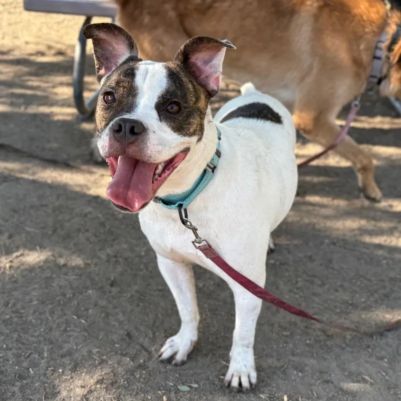 An adult medium-sized female White / Cream Staffordshire Bull Terrier dog named Willow for adoption in San Jacinto, CA