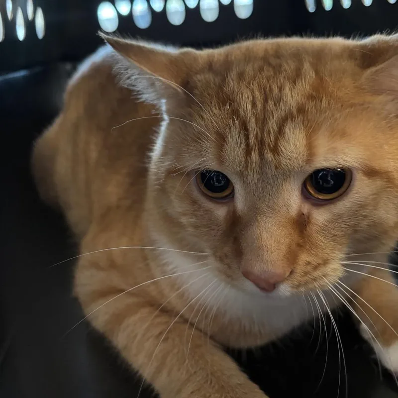 An adult large-sized male Domestic Short Hair cat named Soleil for adoption in Allentown, PA