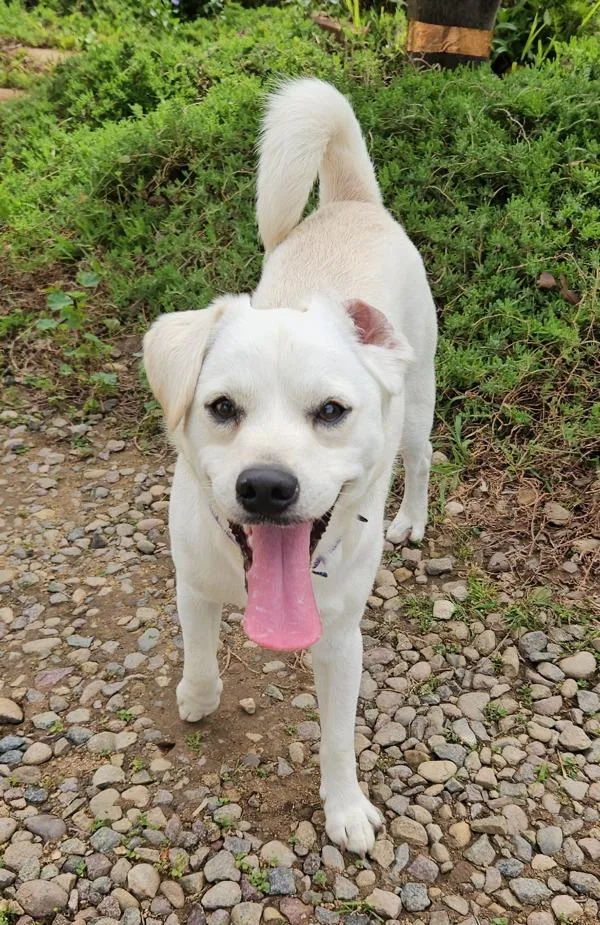 An adult medium-sized male Labrador Retriever dog named James Bond for adoption in Oceanside, CA