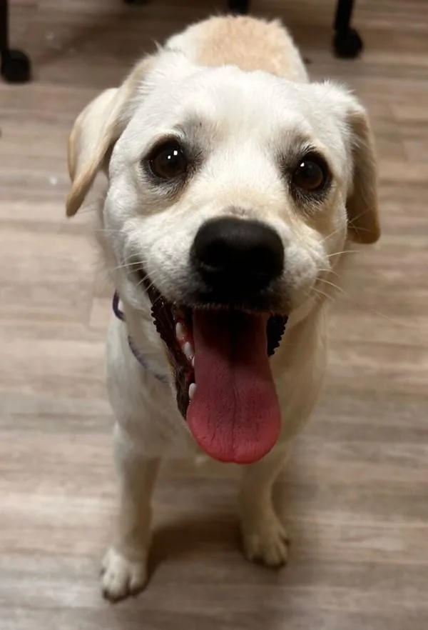 James Bond thumbnail 4