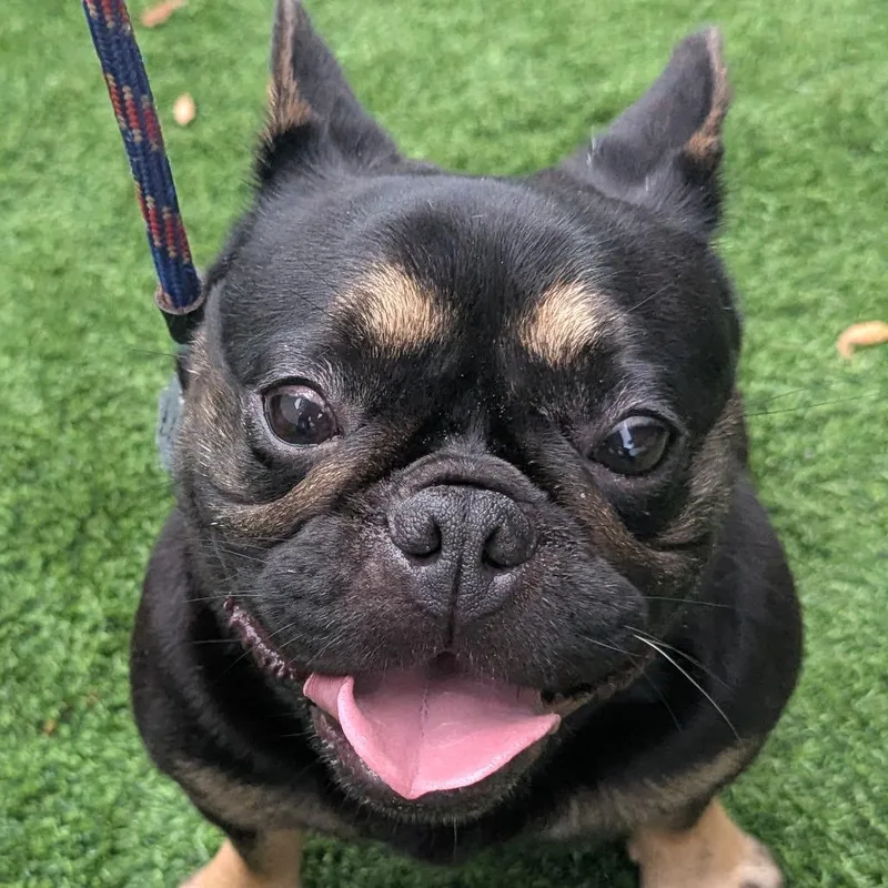 An adult small-sized female Black French Bulldog dog named Amara for adoption in LOXAHATCHEE, FL