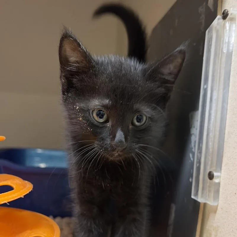 A baby small-sized female Black Domestic Medium Hair cat named Fiona for adoption in Summerville, SC