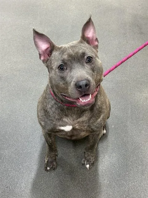 A young medium-sized female Pit Bull Terrier dog named Reagan for adoption in Upper Marlboro, MD
