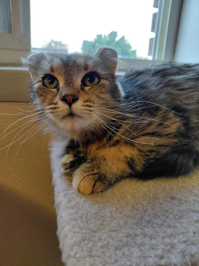 A young medium-sized female Domestic Short Hair cat named Dolly for adoption in Salt Lake City, UT