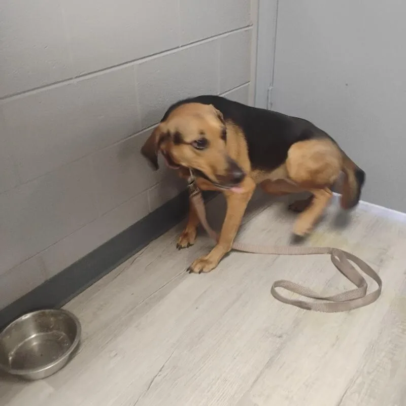 An adult medium-sized female German Shepherd Dog dog named Dixie for adoption in Paris , TN