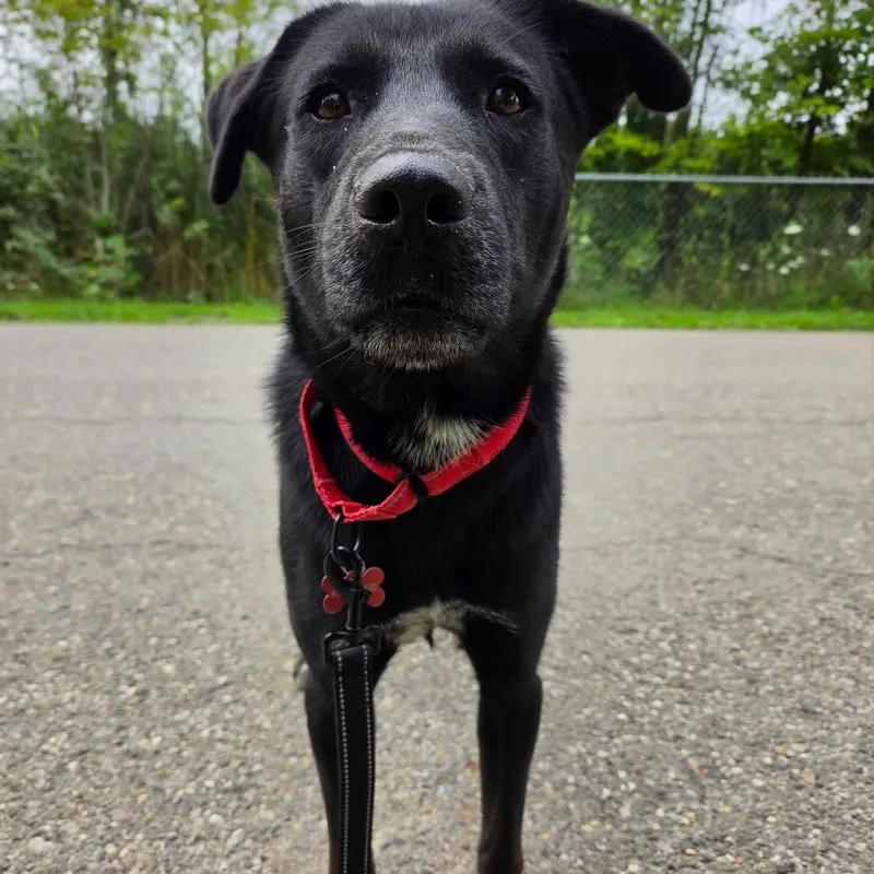 A young medium-sized male Black German Shepherd Dog dog named Baja for adoption in Warren, OH