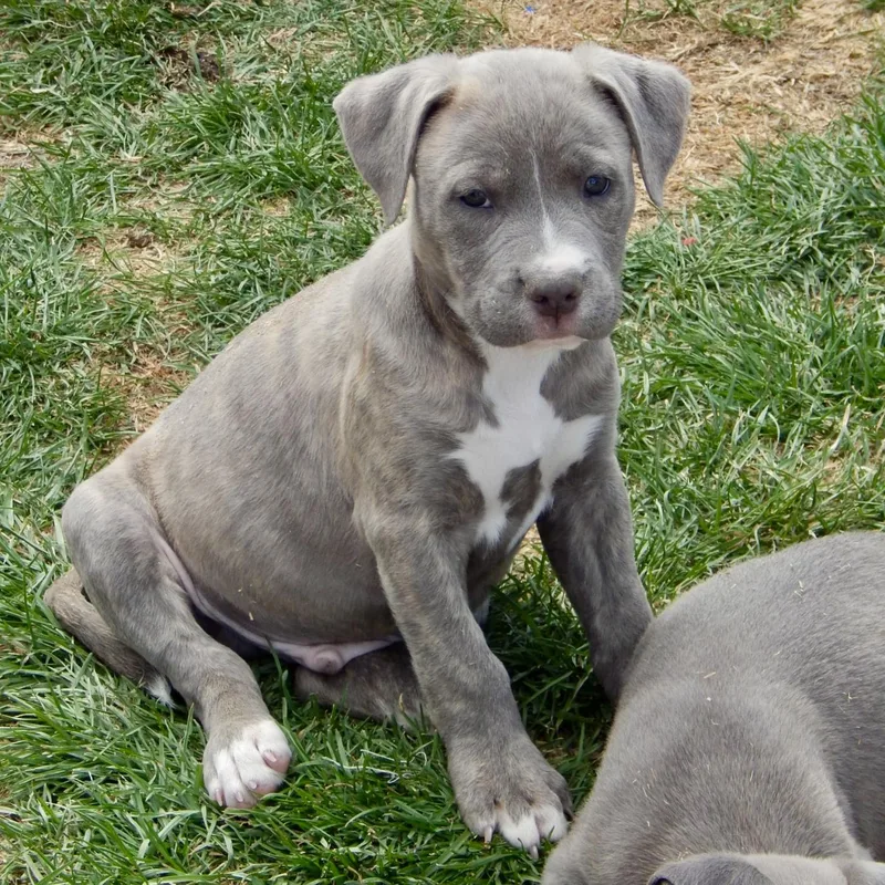 Starburst thumbnail 2