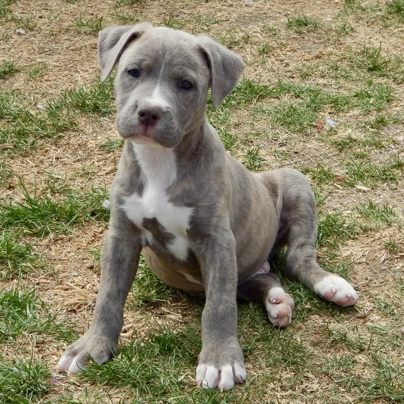 Starburst thumbnail 4