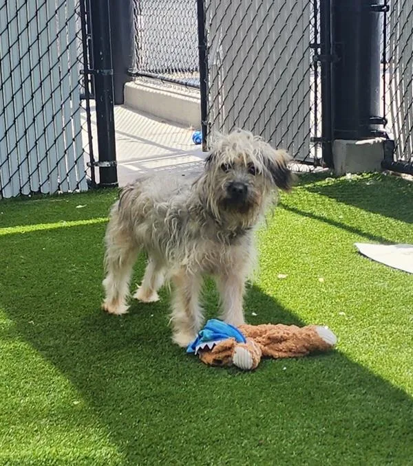 An adult small-sized male Wirehaired Terrier dog named Tornado for adoption in San Diego, CA