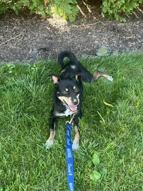 A young small-sized male Tricolor (Brown, Black, & White) Miniature Pinscher dog named Ace for adoption in Harrison, NY