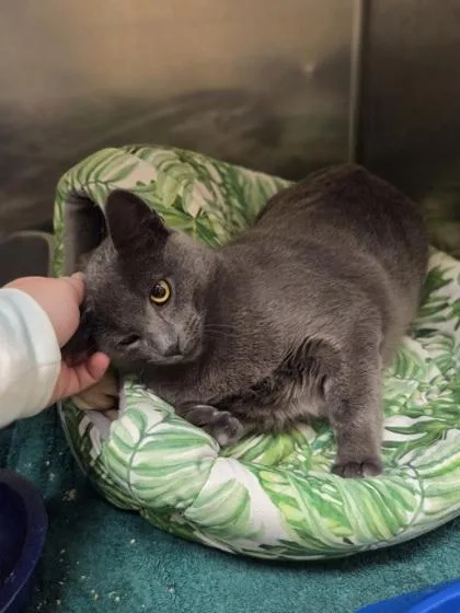 A young small-sized male Domestic Short Hair cat named Crow for adoption in Westland, MI