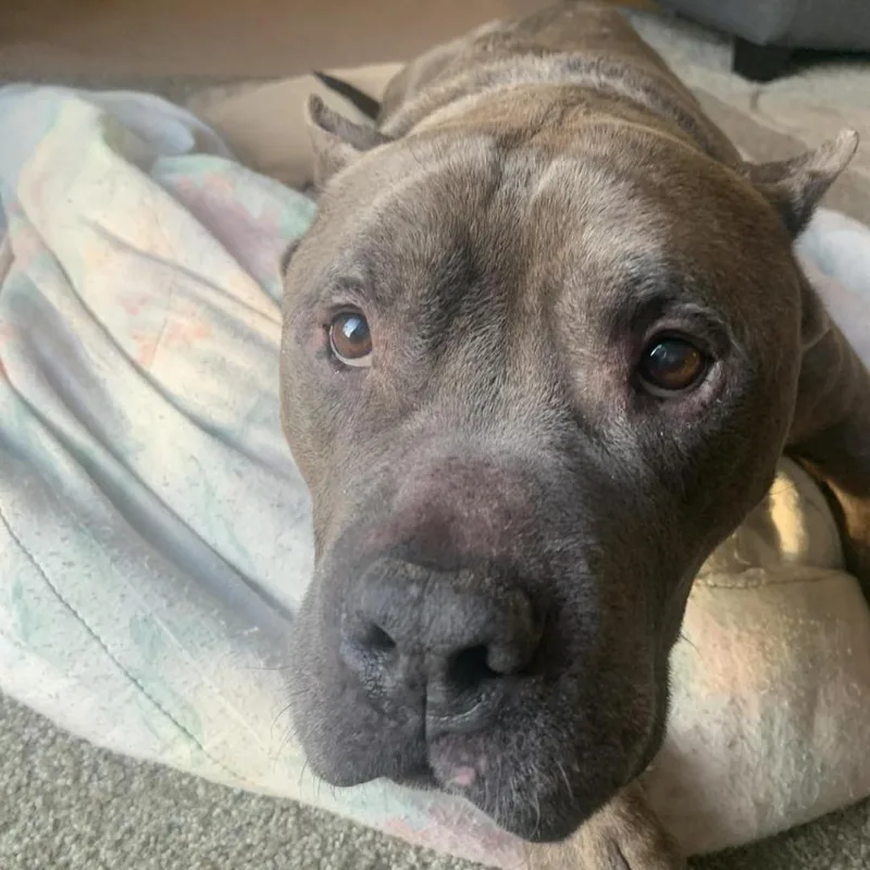 An adult medium-sized male Brindle Pit Bull Terrier dog named Rocket for adoption in Weimar, CA