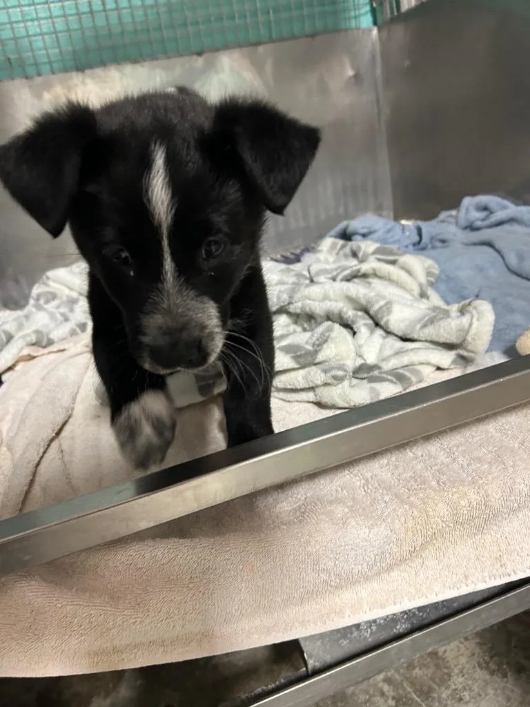 A baby large-sized male Affenpinscher dog named Mario for adoption in Chickamauga , GA