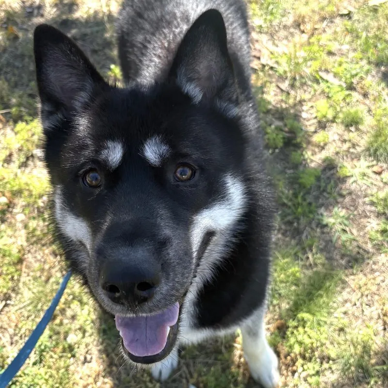 A young medium-sized male Black Husky dog named King for adoption in Springfield, MA