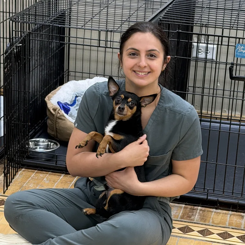 A senior small-sized male Chihuahua dog named Buttons for adoption in Mokena, IL