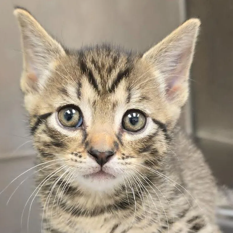 A baby medium-sized male Tabby (Buff / Tan / Fawn) Domestic Short Hair cat named Hamytch for adoption in Orange, VA