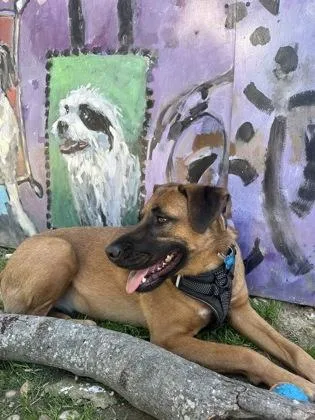 An adult large-sized female Mixed Breed dog named Bronna for adoption in Chamblee, GA